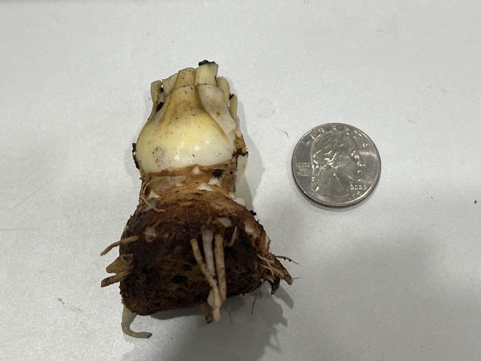 LOVE Double Polianthes Tuberose Bulbs – US Seller