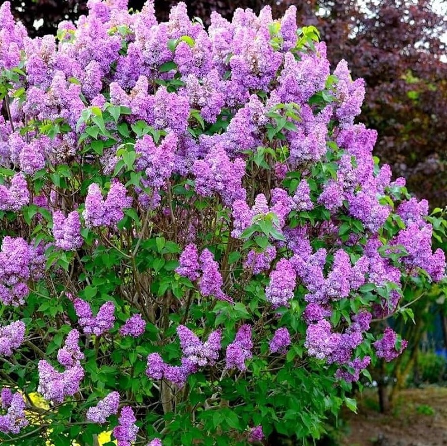Set 3 Old Fashion Lilac Live Plants – 20-30″ Tall – Fragrant Purple Flower Bush