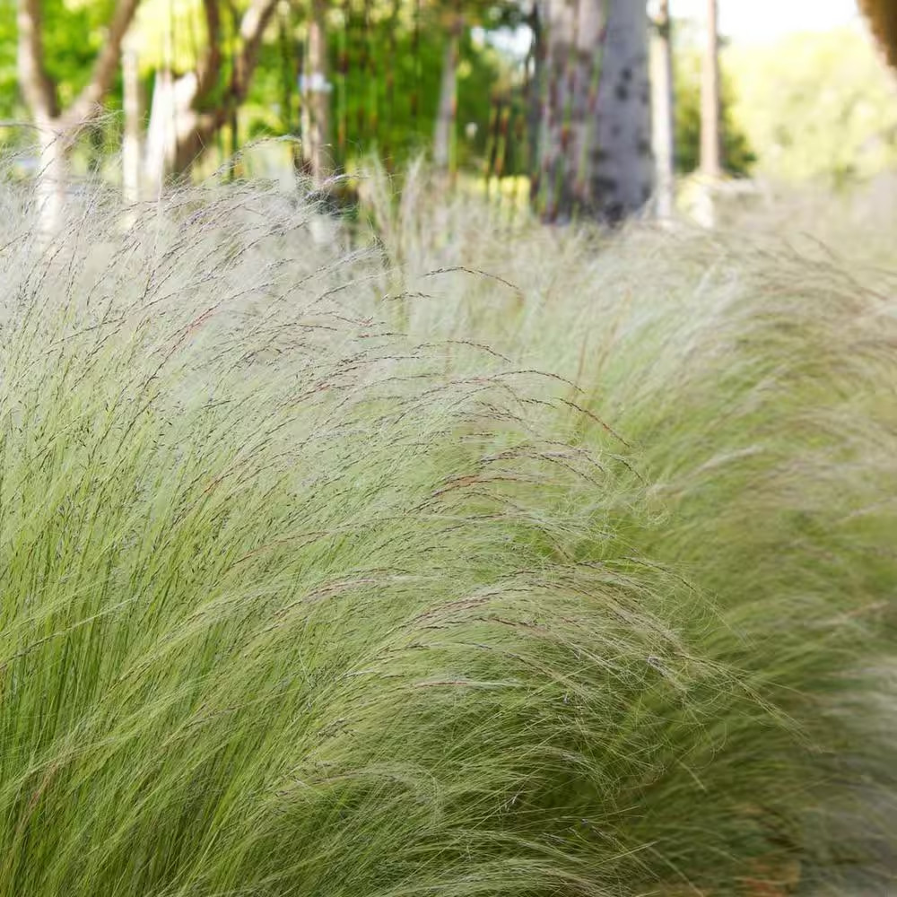 Mexican Feather Grass (Nassella) Ornamental Grass Shrub, 2 Qt. Grower Pot, Droug