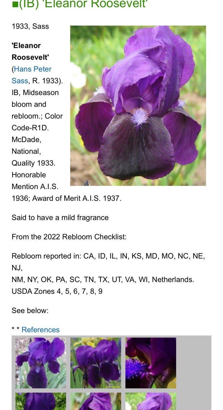 Eleanor Roosevelt Intermediate Bearded Iris-Can Combine Shipping