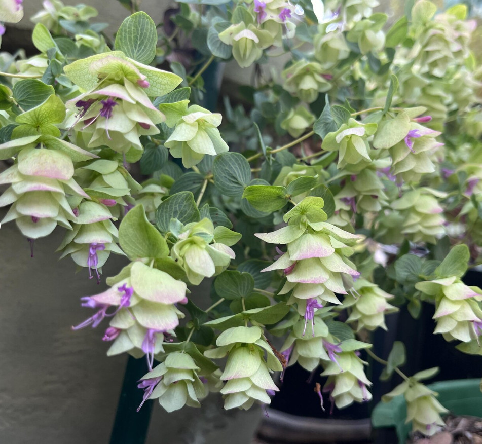 Kent Beauty Oregano Plug Plant – 2-5″ Tall – Trailing Ornamental Herb for Basket