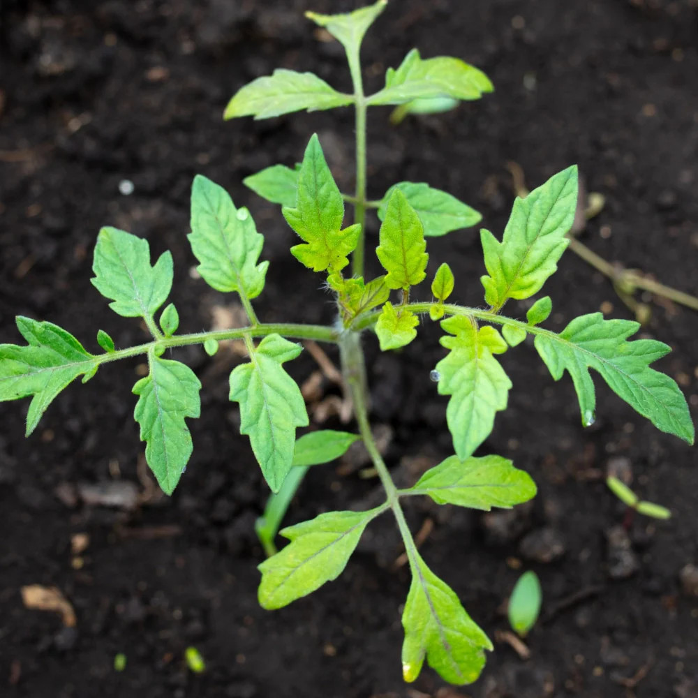 Tiny Tim Tomato Seeds For Planting (Lycopersicon esculentum)