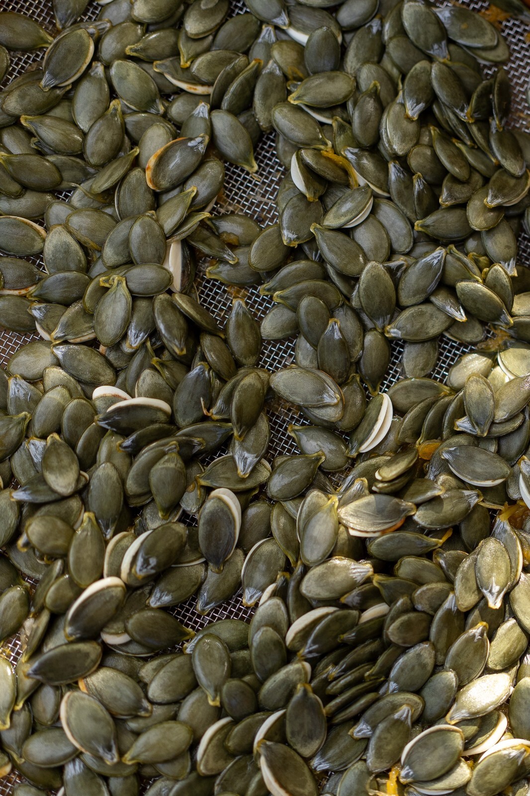 Styrian Hulless Pumpkin Seeds: Certified Organic, Non-GMO Seed Packet or Bulk