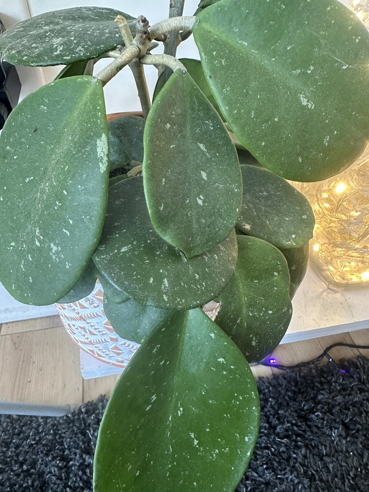 Hoya Obovata Splash Snippy