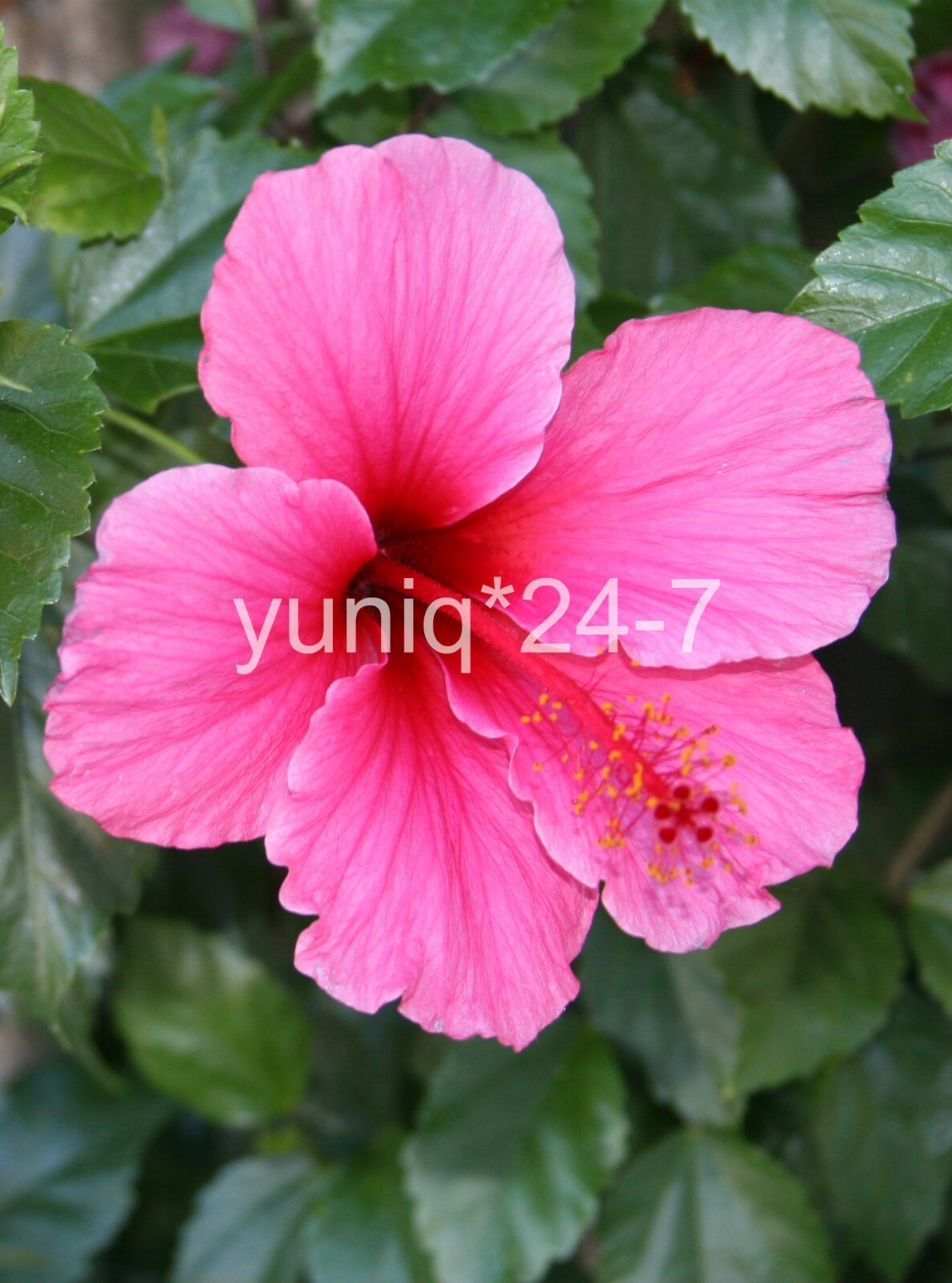 (5) Unroot 8″ Stems Hibiscus ~Hawaiian Pink~ Branches/Cuttings, Bush/Shrub/Tree