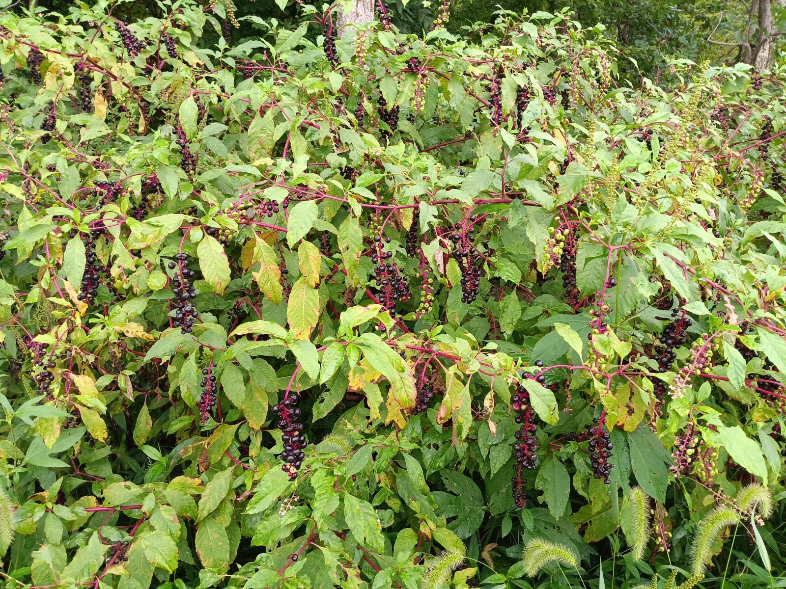 Pokeweed Seed (Phytolacca americana) ~ 100 to 100,000 seeds ~ bulk poke seed