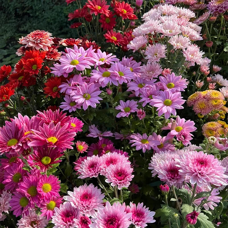 200 Pcs Mixed Perennial Chrysanthemum Seeds