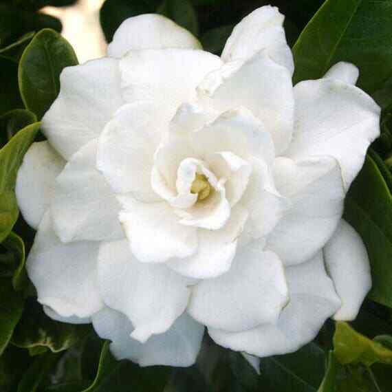 ~~VETCHII~~ Gardenia Jasminoides Plant~~ Intensely Fragrant Double White Flowers