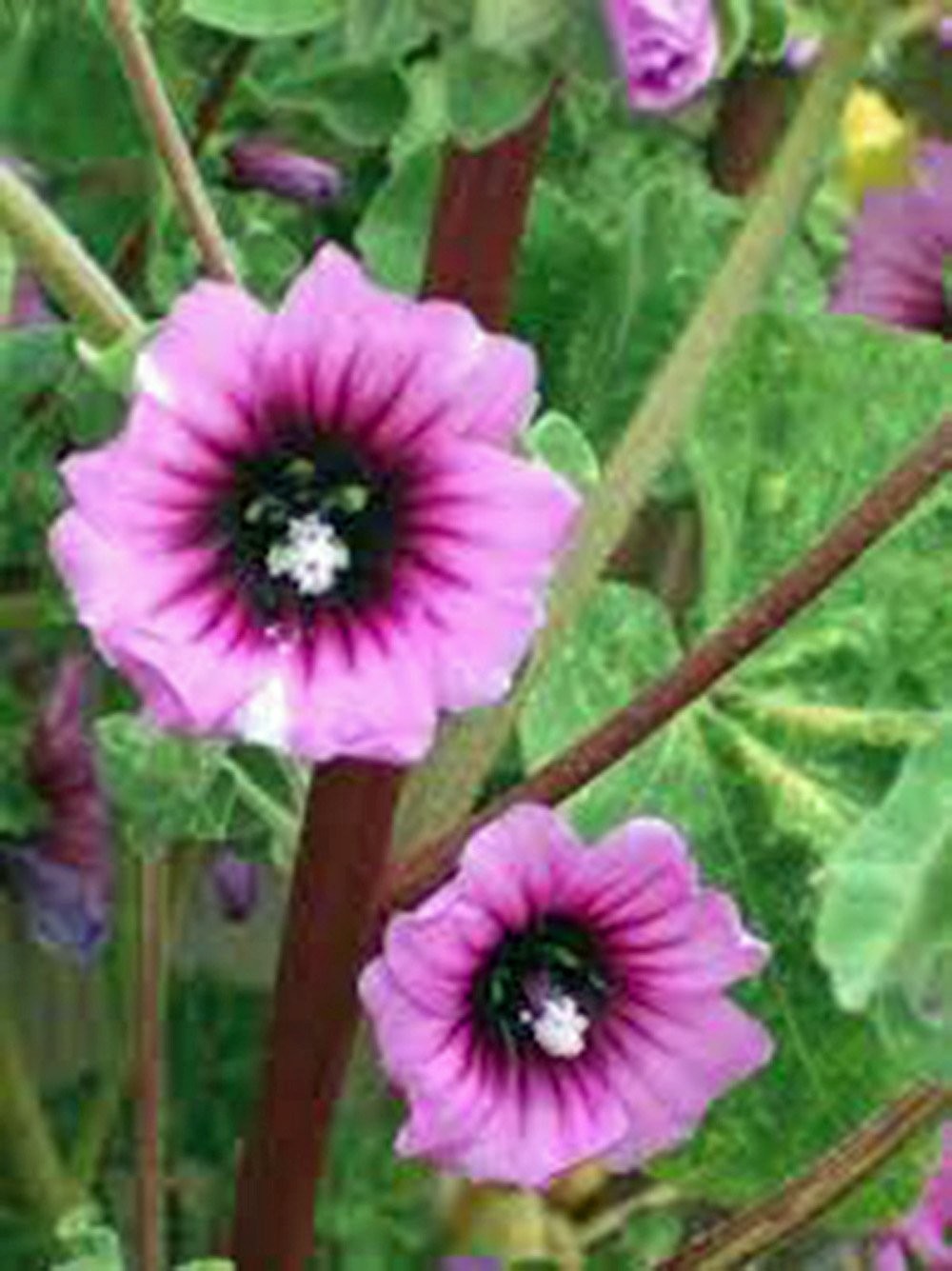 Rose Mallow, 25+ Seeds, Beautiful Bright Rose Flowers, Flower, Garden