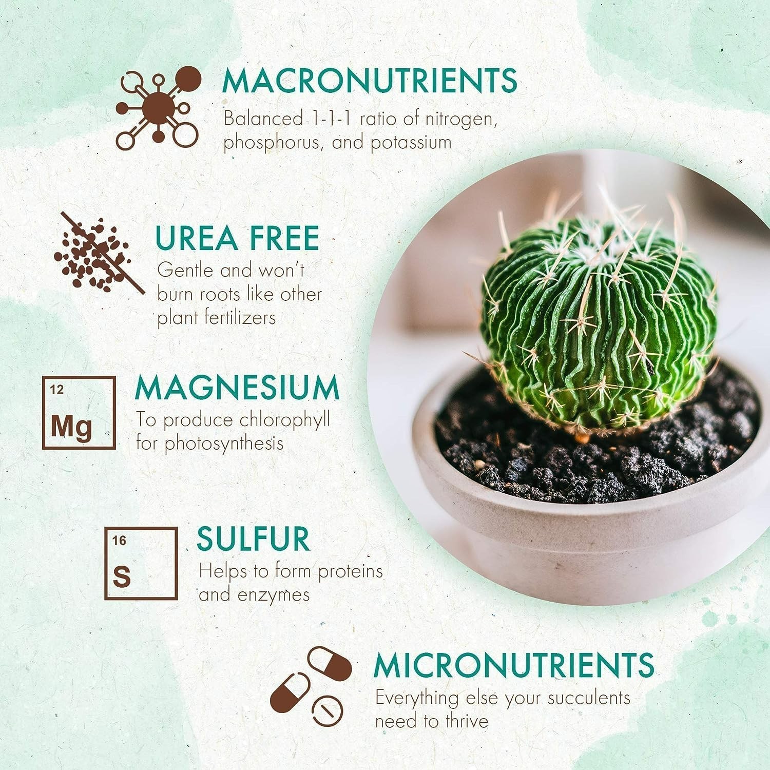Develop Roots & Blooms with 5 oz Succulent & Cactus Fertilizer Granules