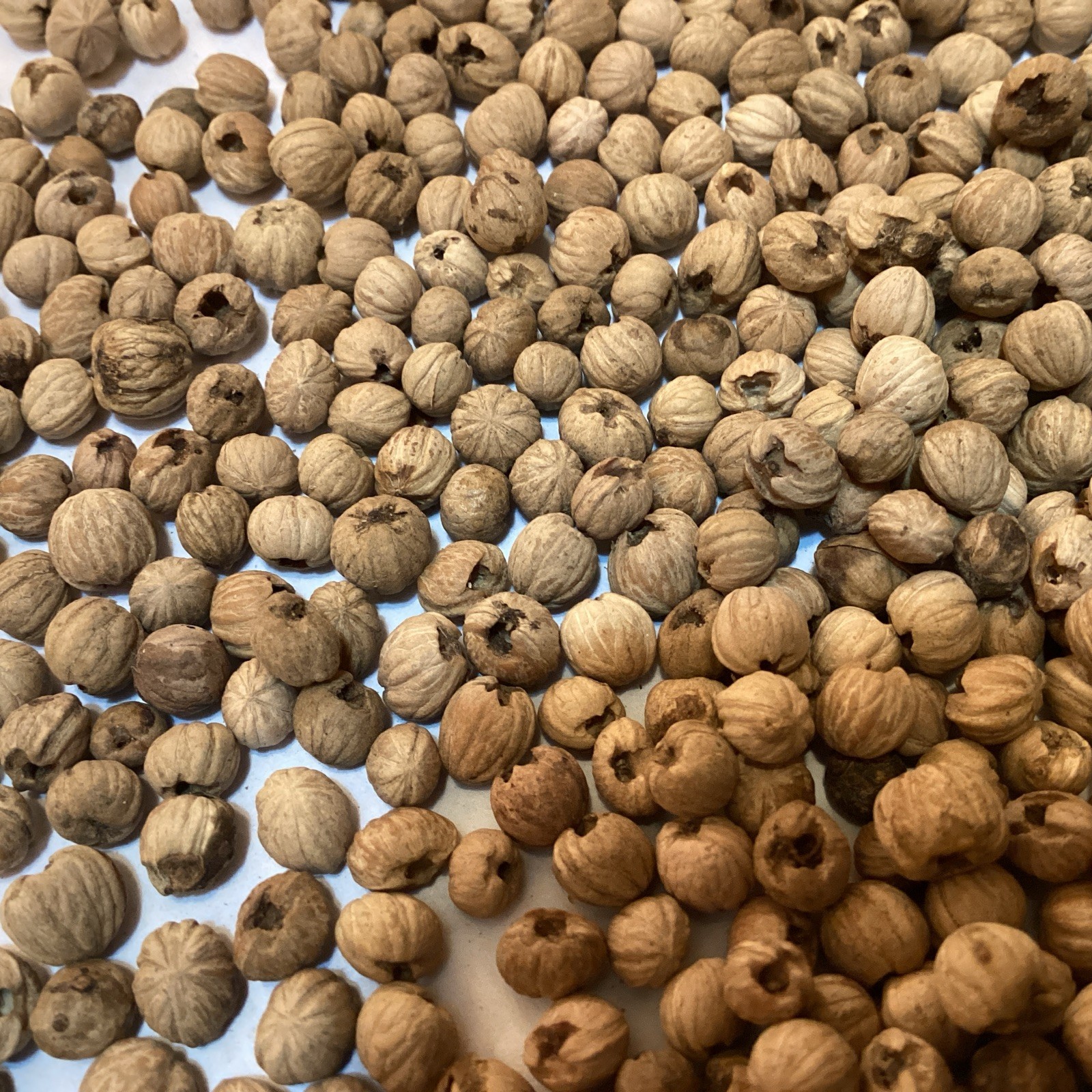 Giant Dogwood Tree Seeds (CORNUS CONTROVERSA)