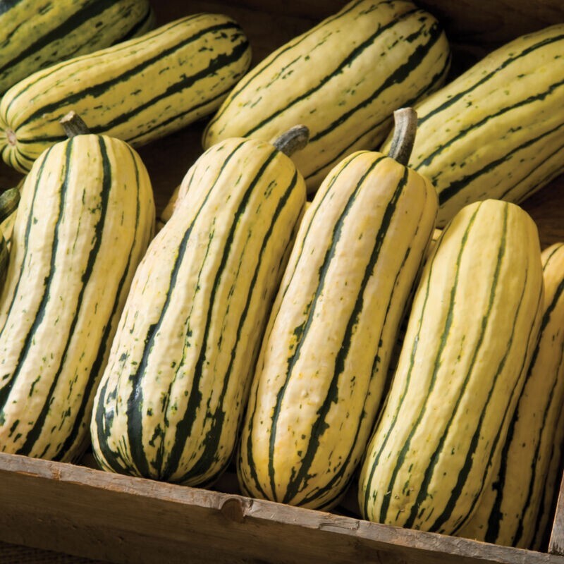 10+ Giant Delicata Bohemian Winter Squash Seeds 1-2 Lbs 5-10″ Organically Grown!