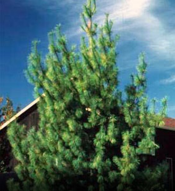 (4) Eastern Appalachian White Pine 20″ to 24″ Transplant Starter tree seedlings