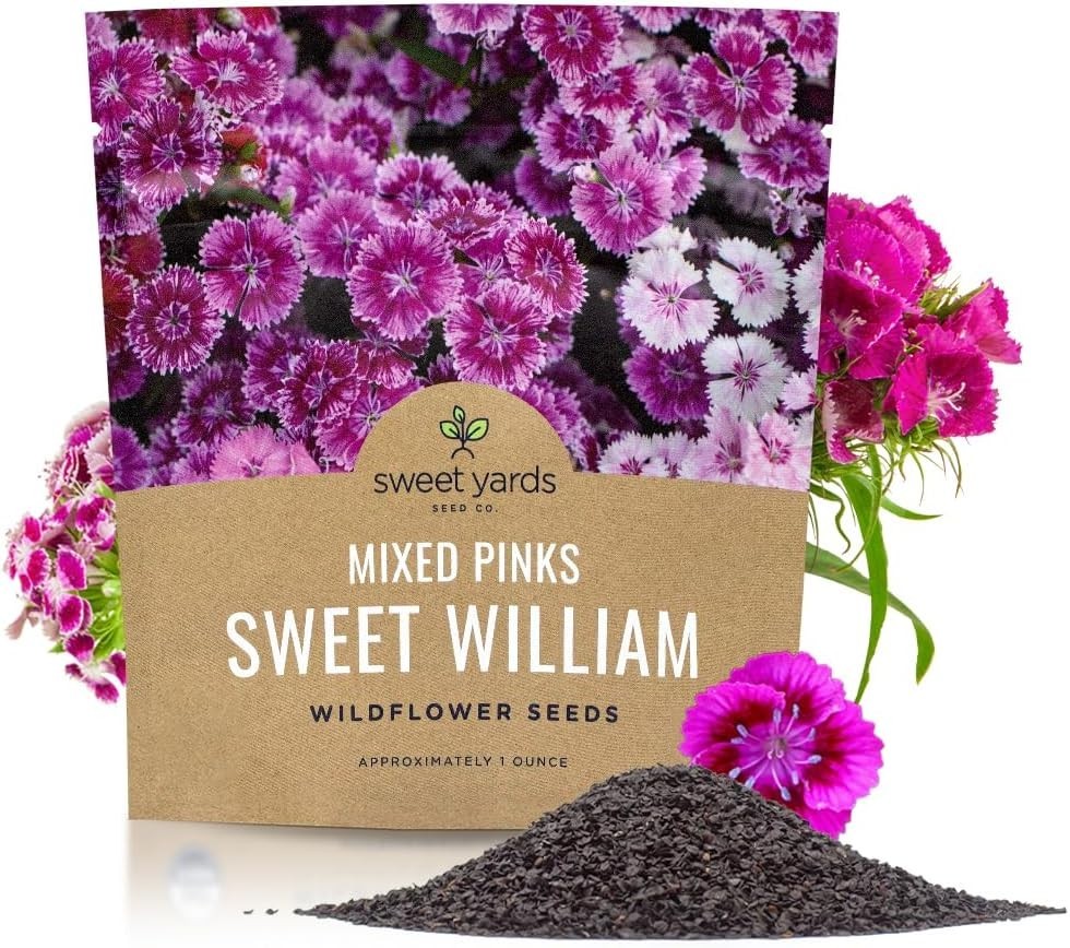 30000 Semillas de Flores Dianthus Barbatus Rosas Mix No GMO Paquete de 1 oz