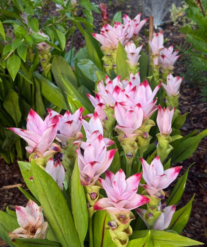 Curcuma Siam Swing Plant – 3-6″Tall – Tropical Ginger Flower Ornamental Curcuma