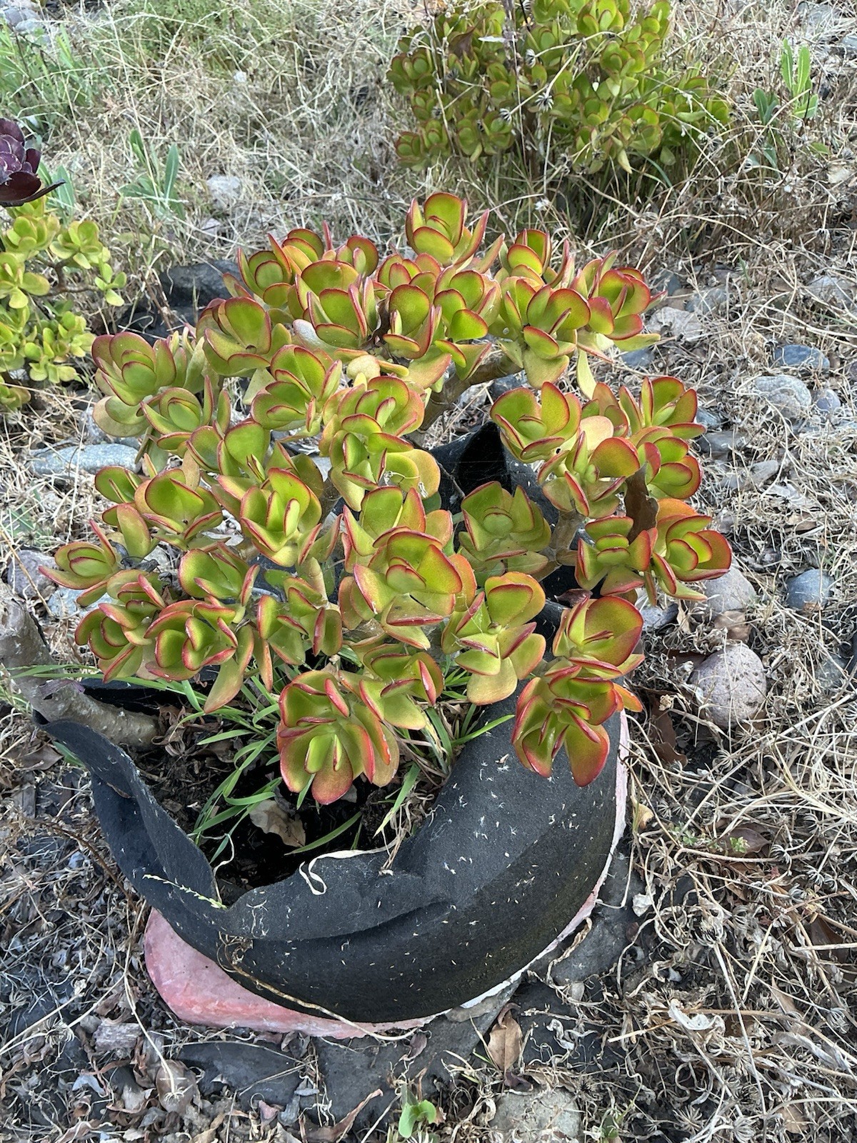 healthy jade plant with roots, Around 13” tall, rooted