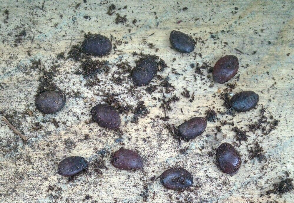 40 American Native Persimmon Tree STRATIFIED Seeds – Diospyros Virginiana