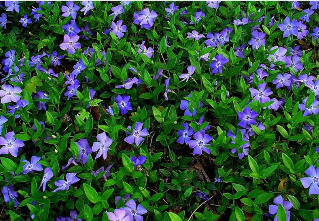 25+Vinca Minor Periwinkle Creeping Myrtle~Live Plants~Ground Cover CT Garden