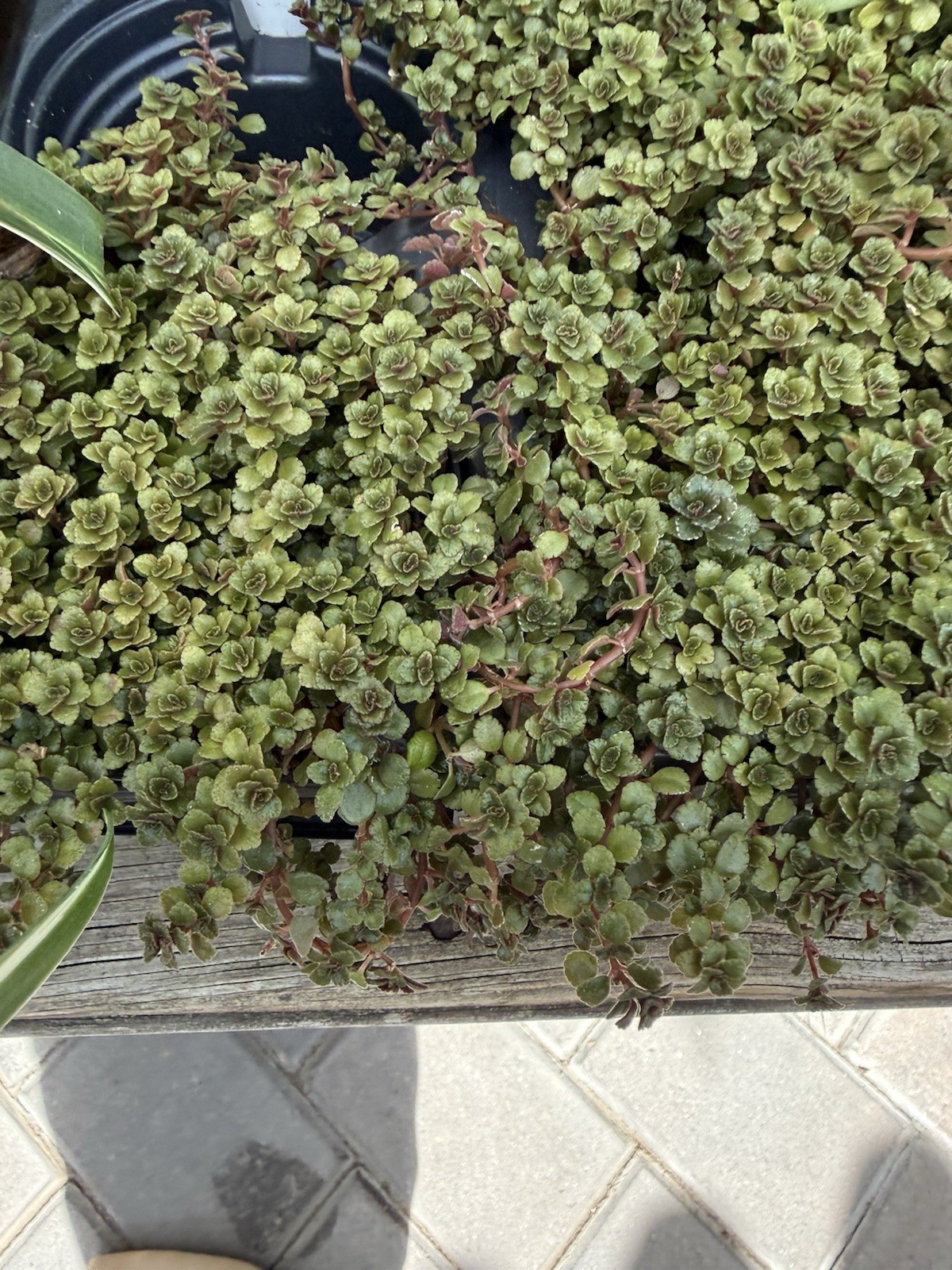 Pilea Depress Rare Plants