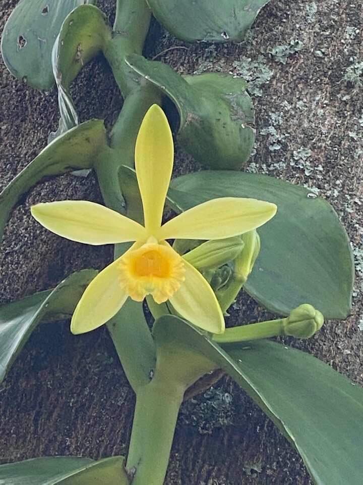 BLOW OUT SALE ONE FOOT CUTTING Green Vanilla planifolia Orchid