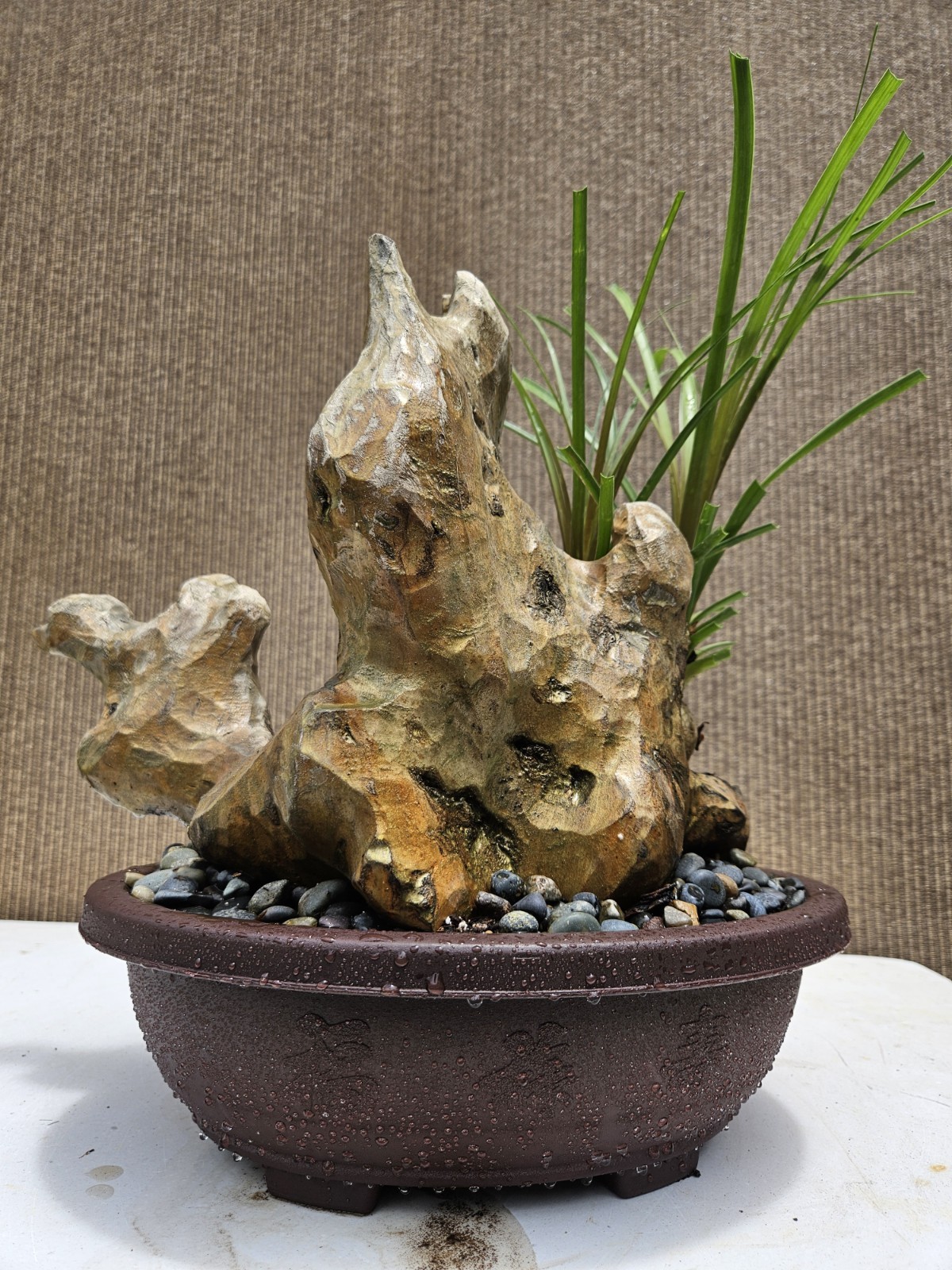 Ponytail Palm Bonsai Tree,,,, sale
