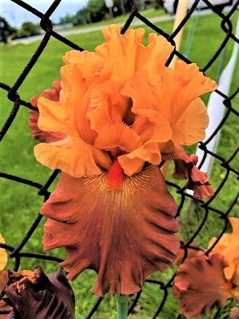Tall Bearded Iris “LOVELY SENORITA” – 1 Plant/ Rhizome