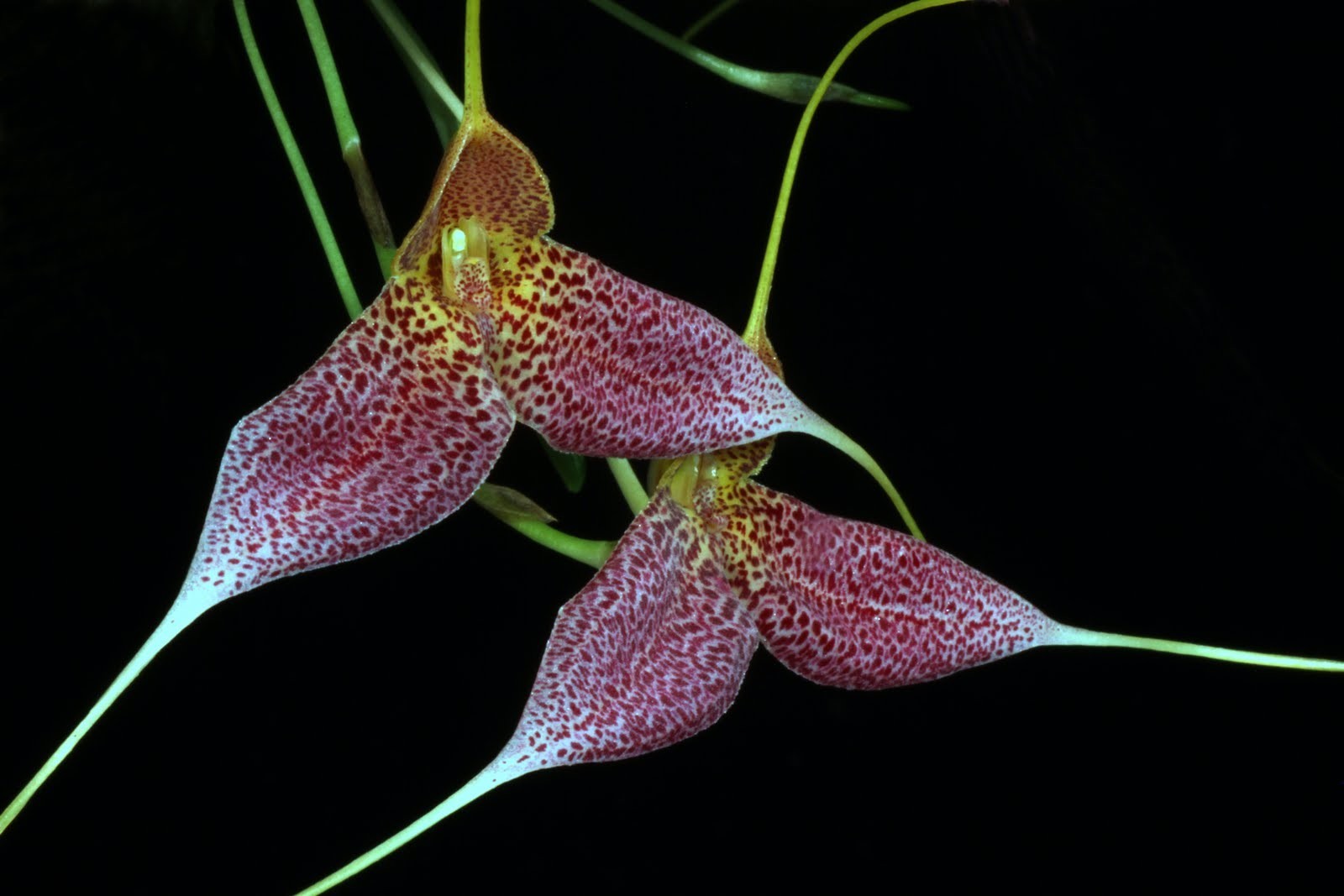 Masdevallia decumana