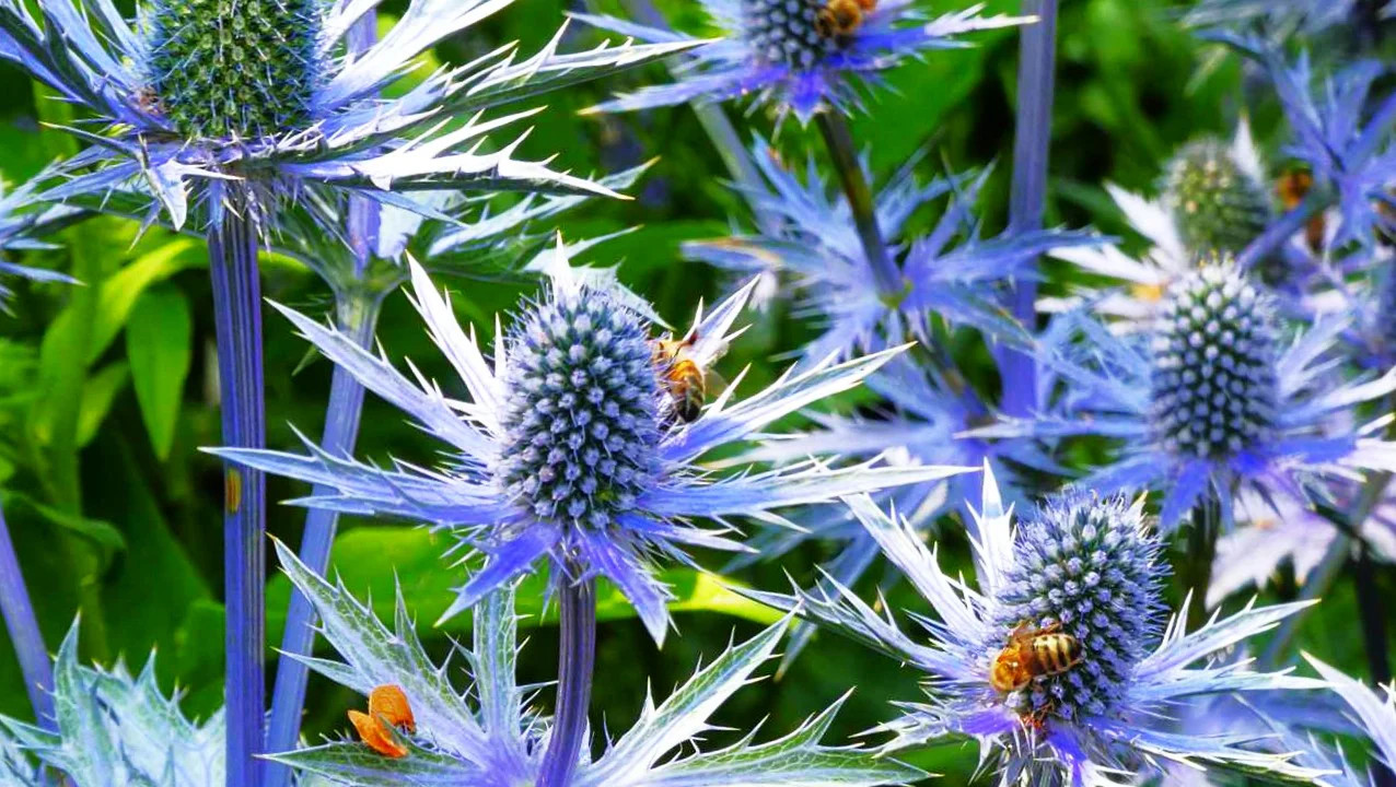 Sea Holly Seeds | Blue Thistle Eryngium Eryngo Flower Seed 2024 Fast Shipping
