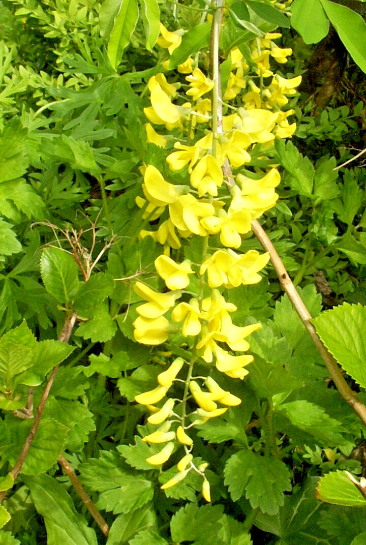 GOLDEN CHAIN TREE 50 SEEDS, HARDY, FAST GROWING TREE. LABURNUM ANAGYROIDES