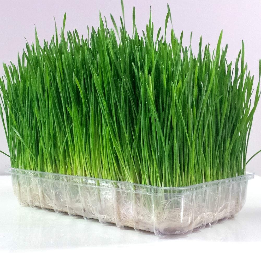 Seeds 4 Pounds Wheatgrass wheat grass Catnip Substitute Cat Dog Pets Pasto Trigo