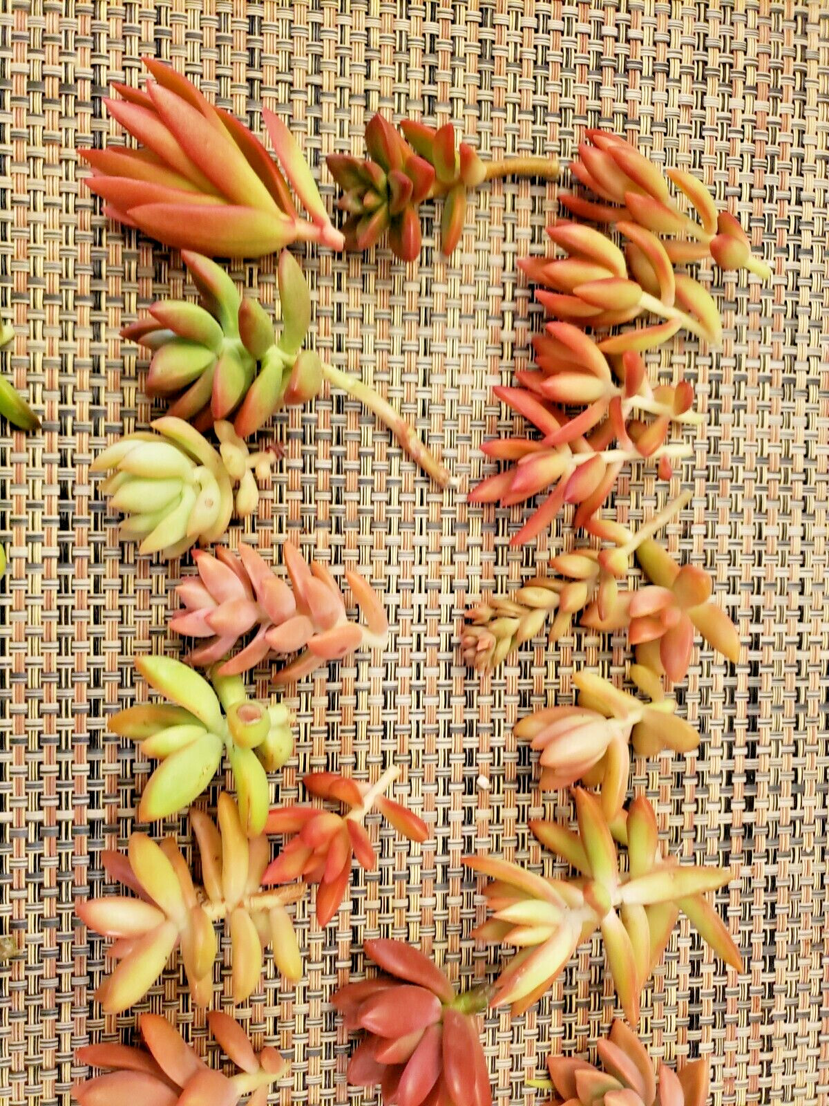 12 SUCCULENT CUTTINGS (RED, PINK, ORANGE COLOR ONLY) / 6 DIFFERENT SPECIES