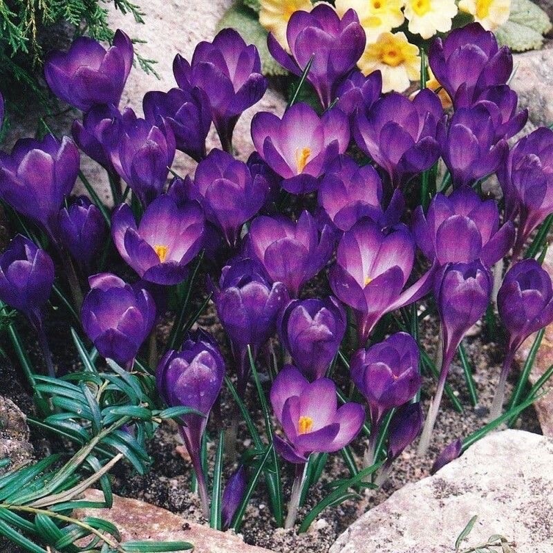20 SEEDS Dark Purple CROCUS fragrant flower exotic bush garden plant USA Seller