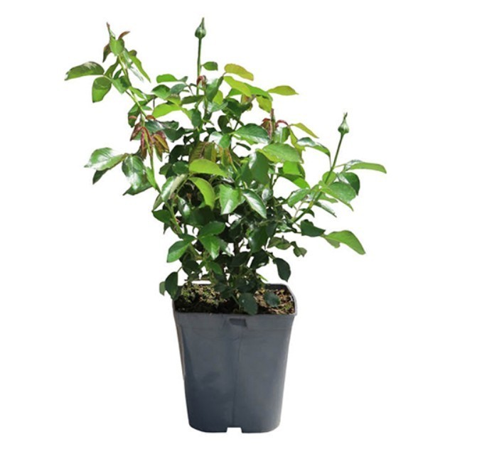 Friendly® Red Rose in 3 Gal Pot Outdoor Flowering Garden Plant Live Bush Rose