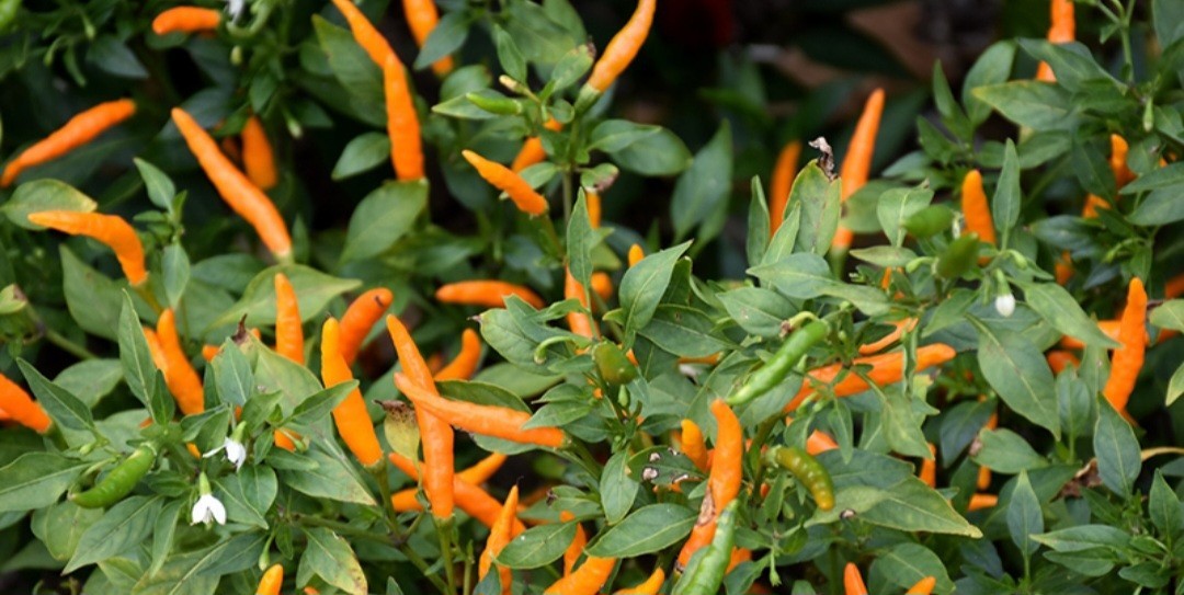 Thai Orange 25 Pepper Seeds 50,000-100,000 Scoville Birds Eye Chili Peppers