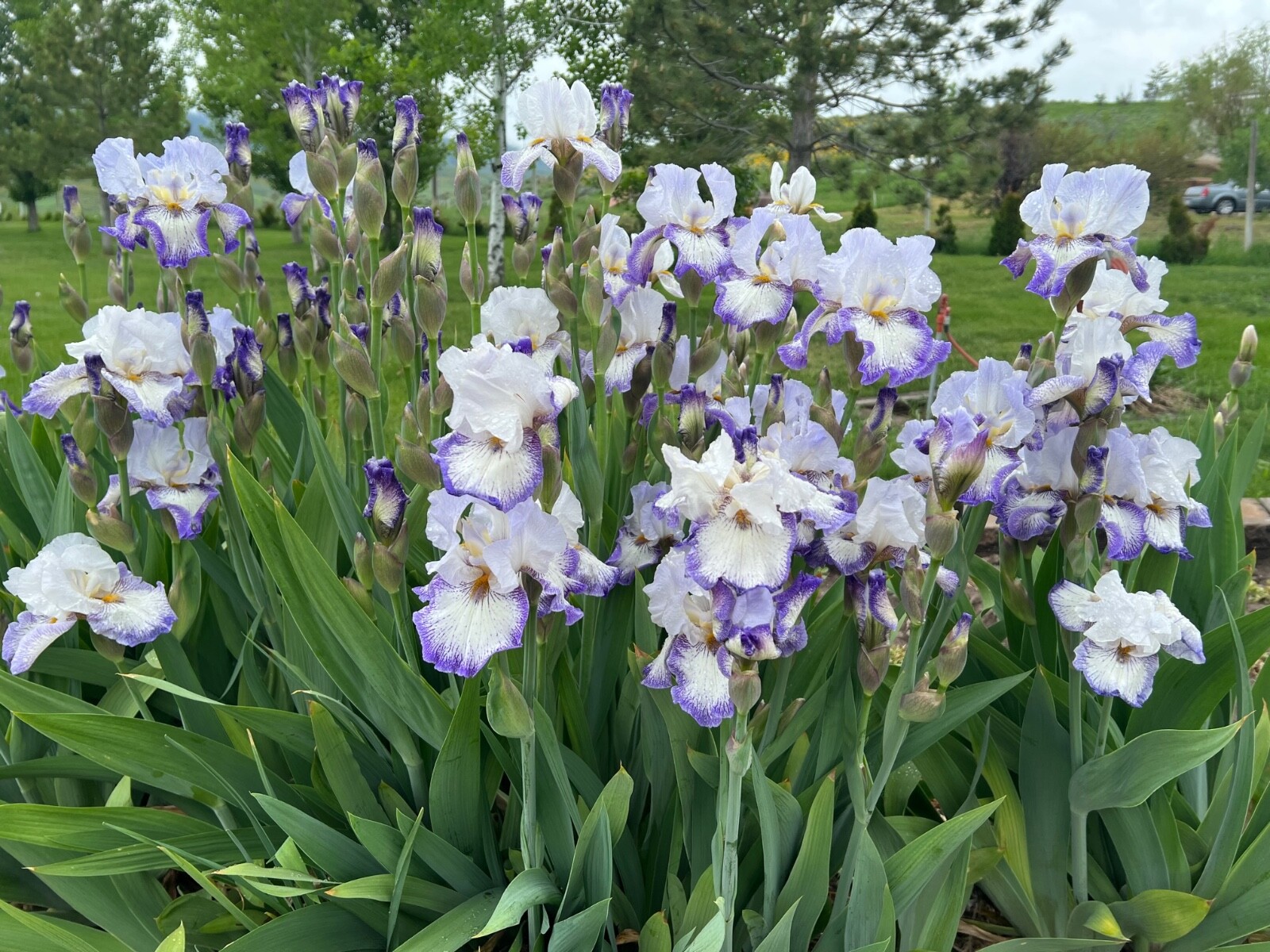5 IRIS Rhizomes, PURPLE GLACIER, Harvested as Ordered