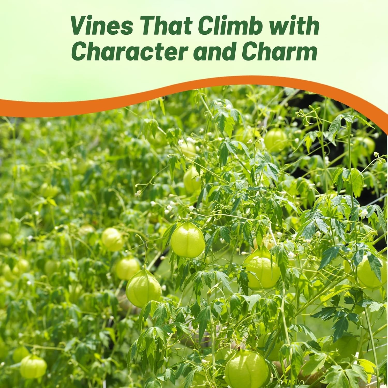 100 Seeds Cardiospermum Halicacabum Seeds – Balloon Vine Flower Seeds