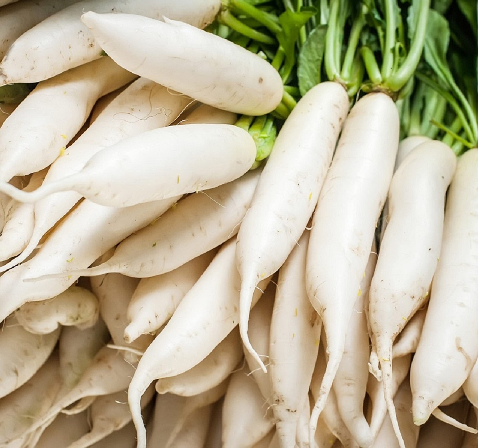 Japanese Daikon Radish Seeds for Planting – 100 Heirloom Non GMO -…