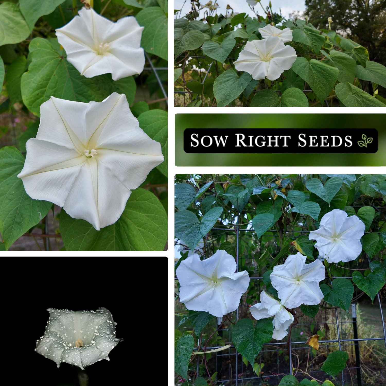 Sow Right Seeds – Moonflower for Planting – Ipomoea alba – Vining white