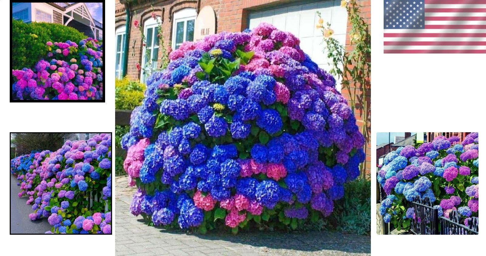 35 Perennial Hydrangea Seeds – Cultivate Colorful Blue Pink Purple Garden Blooms