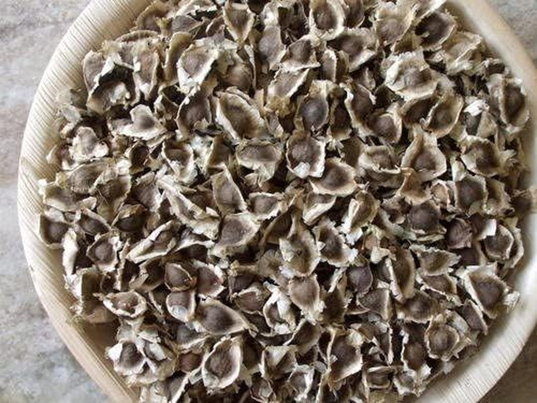 100 Moringa Seeds Approx for Planting and Eating – Malunggay Semillas