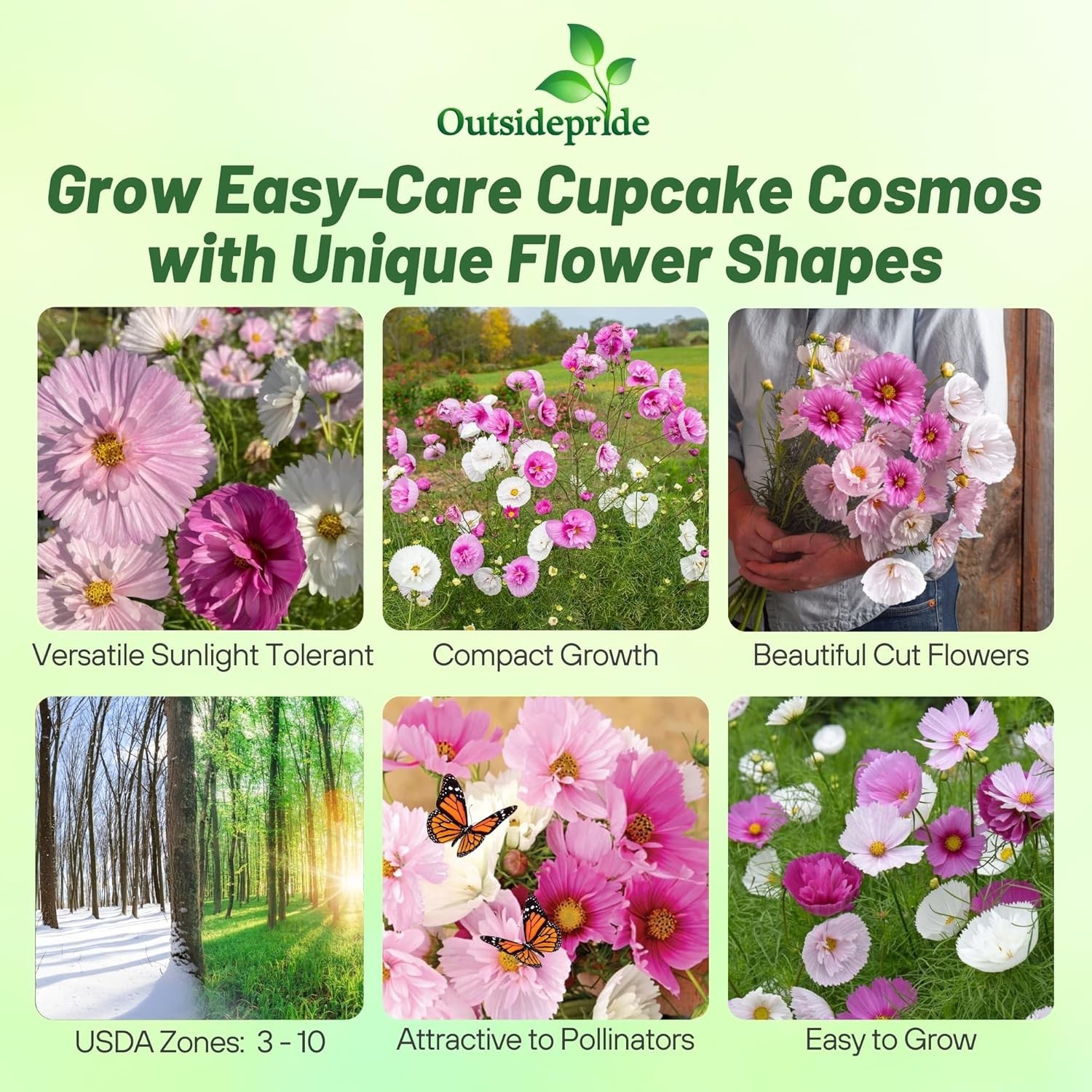 100 Seeds Cosmos Bipinnatus Cupcakes Seed Mix For Planting – Blush Cut
