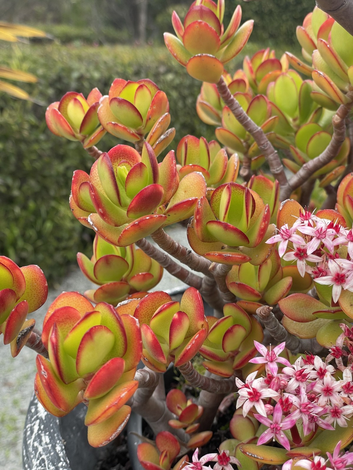 Crassula Ovata Jade Plant Rare Succulent Easy Care Live Plant 1-Cutting 2-3″