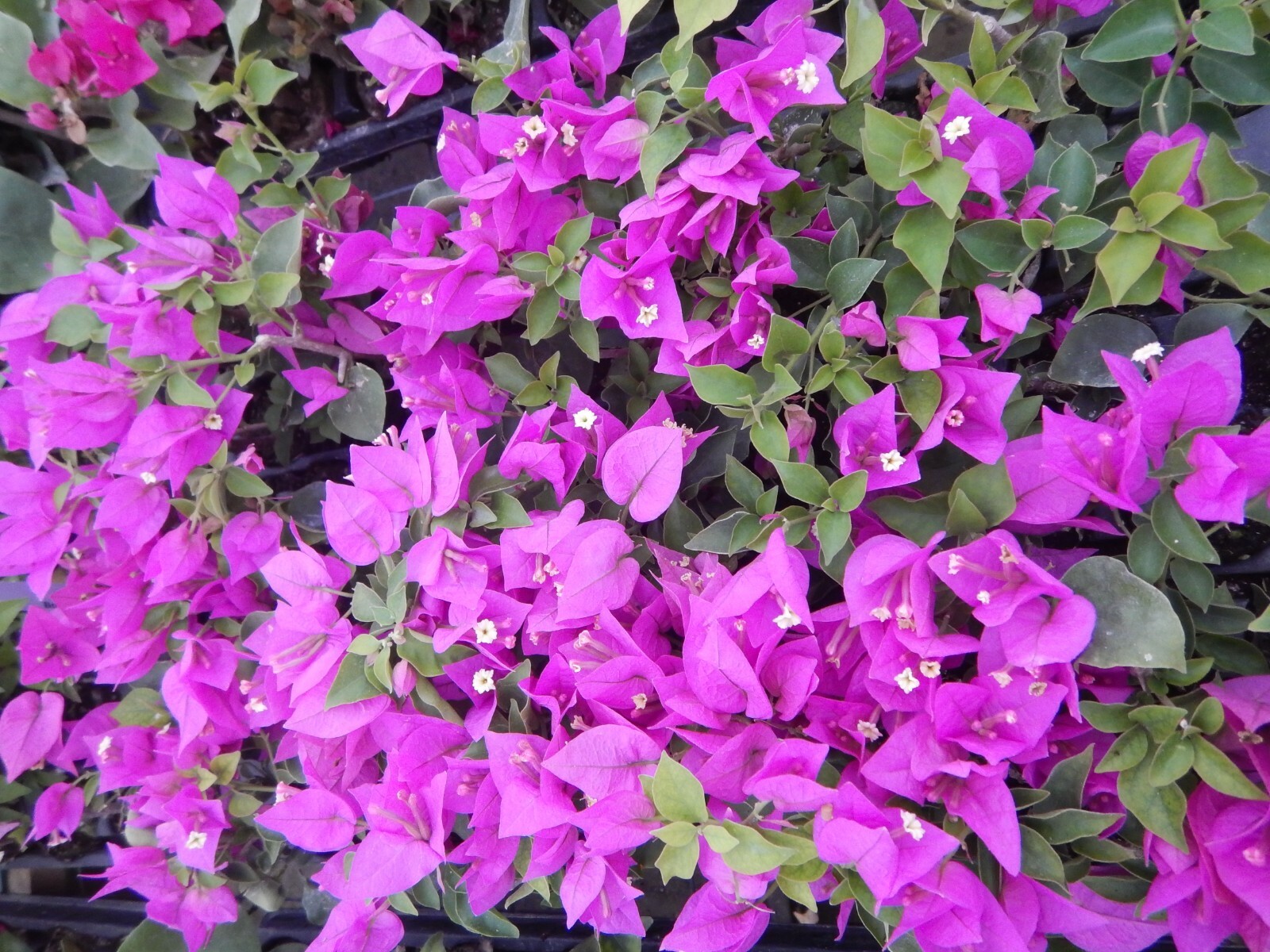 Well Rooted **ROYALE PURPLE** Live Bougainvillea starter/plug plant*USA SELLER