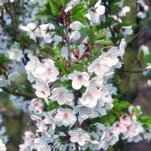 1 Red bush cherry, rooted starter plant. Zones 3-8. JOY JOEL or JAN