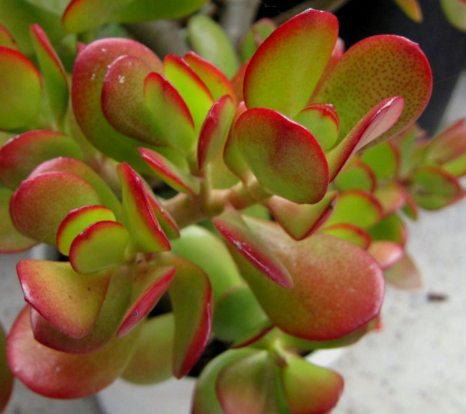 Green and Red Color Jade Succulent Crassula Ovata Plants 2 Cuttings