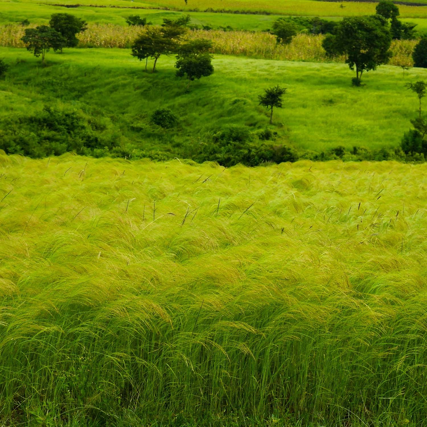 50 LBS – Coated Teff Annual Pasture Grass Seed For Cattle, Horses, & Livestock