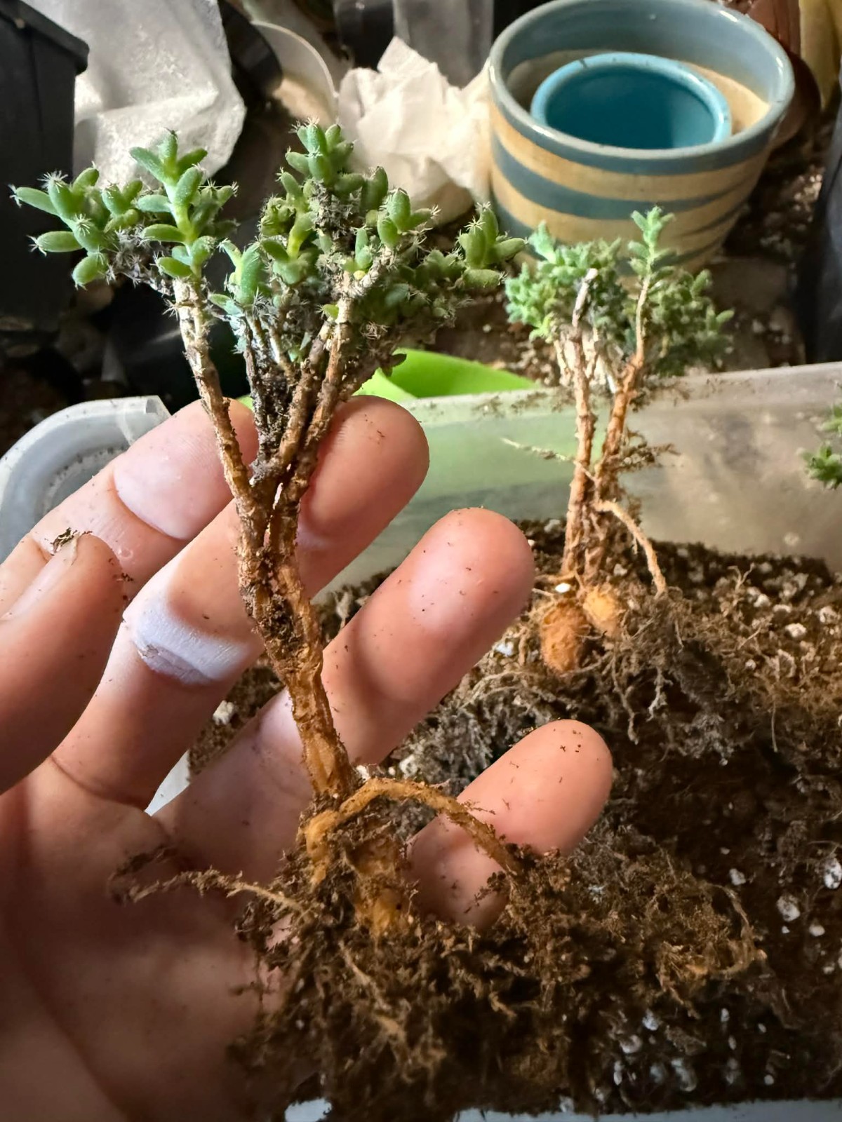 Trichodiadema bulbosum