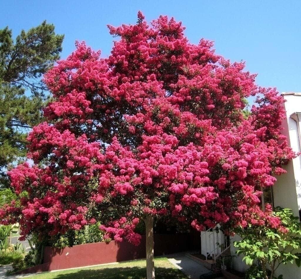Crape Myrtle Tuscarora | 2 Inch | Lagerstroemia indica | Flowering Plant | Tree