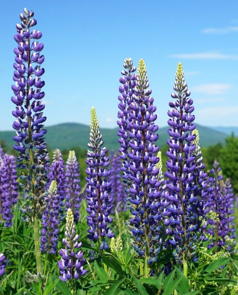 TALL BLUE AND WHITE LUPINE 50 SEEDS, EASY TO GROW PERENNIAL. USA GROWN. NO GMO