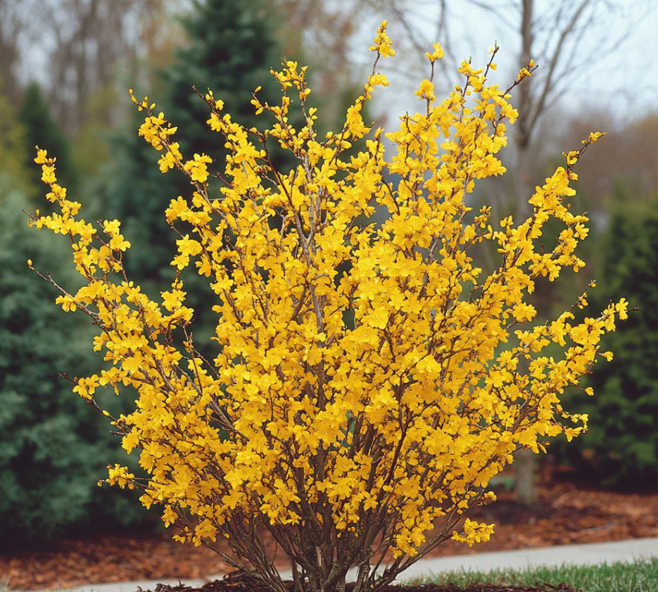 Set of 12 Forsythia Bush Cuttings – Unrooted 5-8″ Tall – Fast Growing Shrub